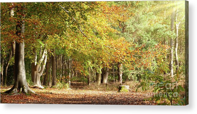 Autumn Acrylic Print featuring the photograph Mature woodland beech trees in Autumn colour Norfolk by Simon Bratt
