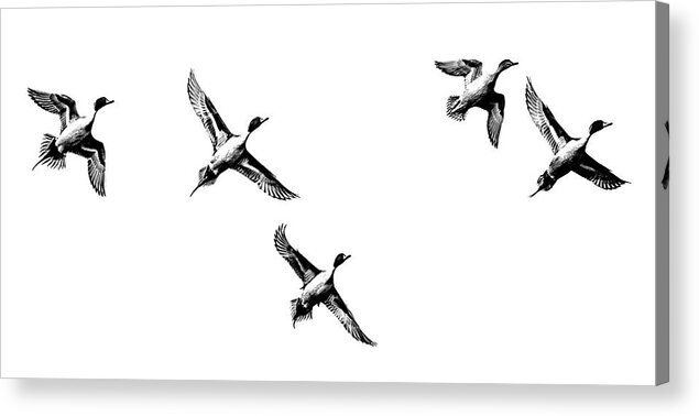 Animals And Pets Acrylic Print featuring the photograph Pintail ducks by Mike Fusaro