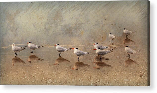 Tern Acrylic Print featuring the photograph Tern Beach Meeting by Denise Strahm