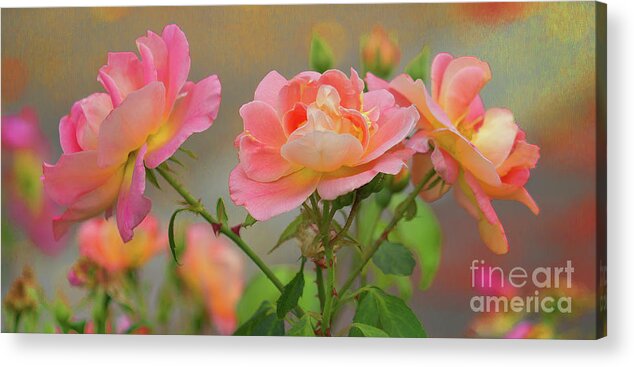 Floral Acrylic Print featuring the photograph Texas Rose 3 by Roberta Byram