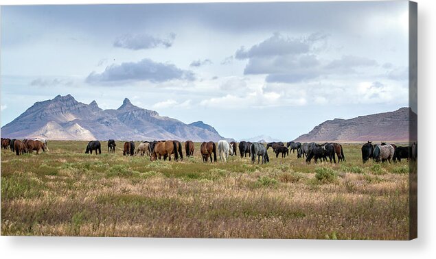 Horse Acrylic Print featuring the photograph The Wild Horses of the Onaqui Mountains, Utah by Jeanette Mahoney