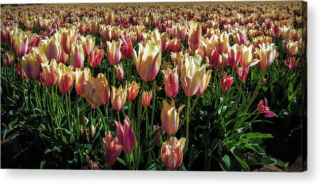 Oregon Acrylic Print featuring the photograph Tulips #6 by Greg Waddell