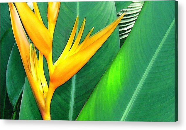 Yellow Heliconia Acrylic Print featuring the photograph Tropical Fingers by James Temple