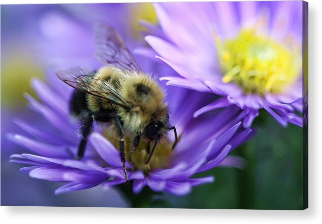 New England Acrylic Print featuring the photograph Bumble Bee and Fall Aster by Thomas J Martin