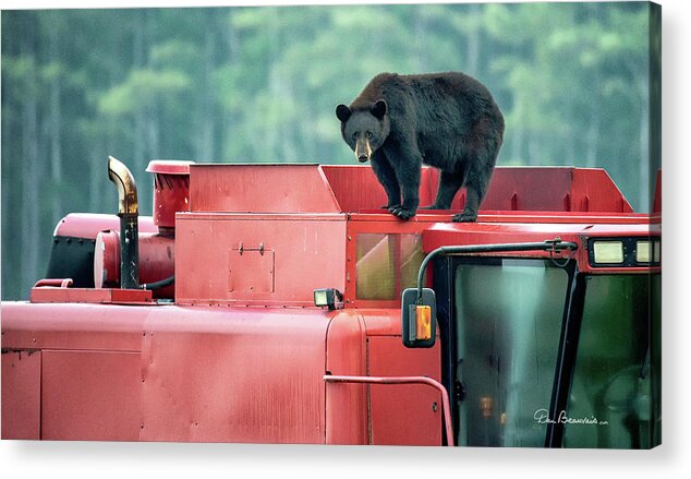 Bear Acrylic Print featuring the photograph Farmer Bear 8819 by Dan Beauvais