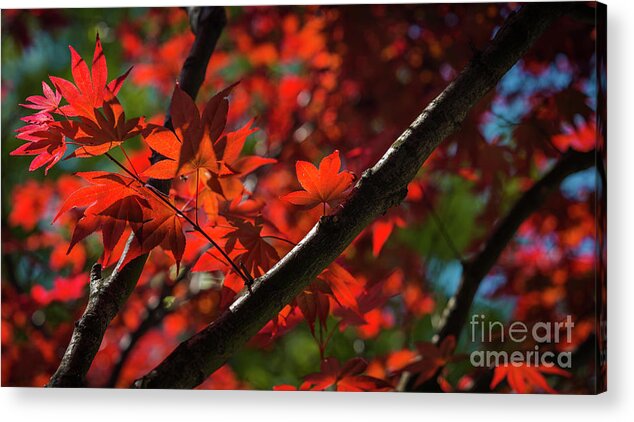 Virginia Acrylic Print featuring the photograph Red leaves in spring sun by Agnes Caruso