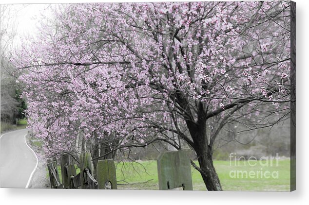 Virginia Acrylic Print featuring the photograph Spring trees by Agnes Caruso