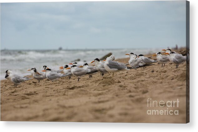 Florida Acrylic Print featuring the photograph Just resting by Agnes Caruso