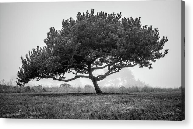 Beautiful Acrylic Print featuring the photograph Coastal Cypress In The Fog by Mike Fusaro