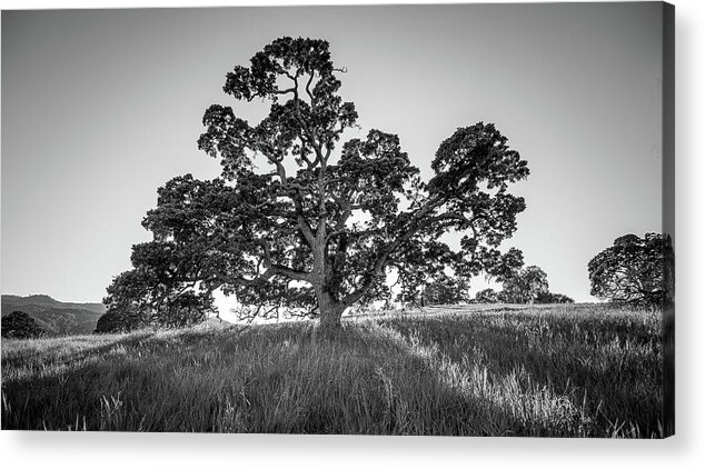 Extreme Terrain Acrylic Print featuring the photograph Great Oak Tree by Mike Fusaro