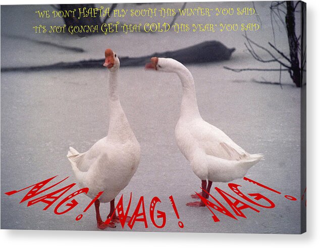 Geese Acrylic Print featuring the photograph 072506-10  Nag  Nag  Nag by Mike Davis