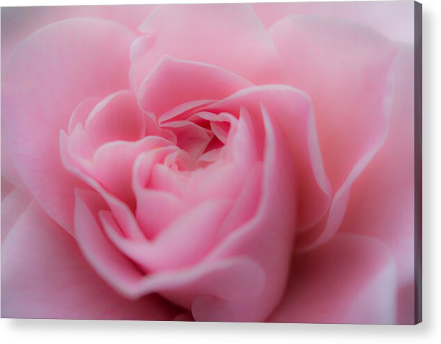 Rose Acrylic Print featuring the photograph Pink Beauty by Agnes Caruso