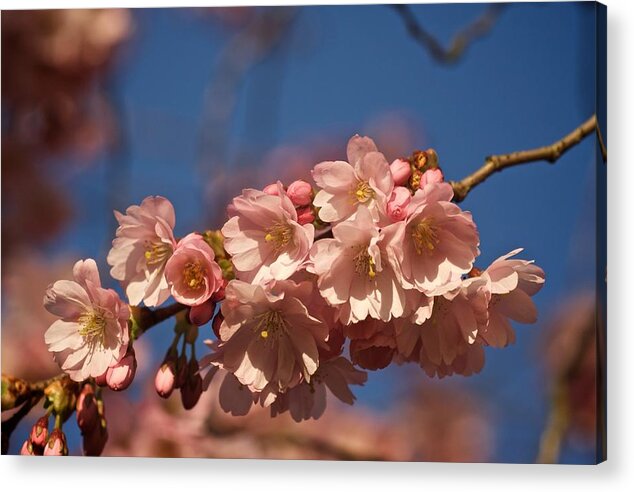 Sakura Acrylic Print featuring the photograph Sakura Study No 2 by Richard Cummings