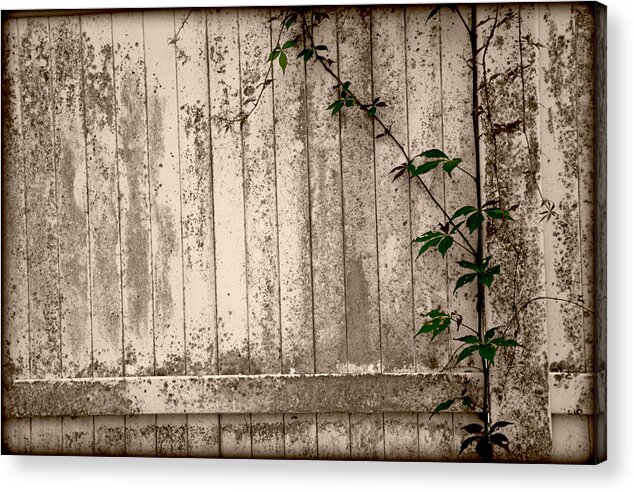 Fence Acrylic Print featuring the photograph Vine and Fence by Amanda Vouglas