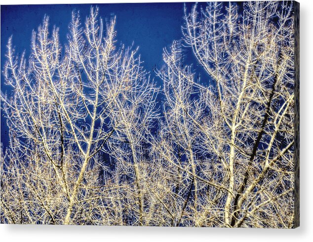 Season Acrylic Print featuring the photograph Windy Trees 12999 by Jerry Sodorff