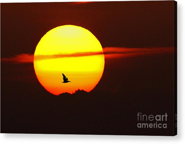 Sunrise Acrylic Print featuring the photograph Sunrise Flight by Rick Mann