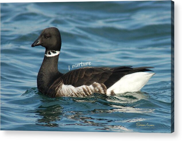  Acrylic Print featuring the photograph Brant says I Nuture by Sherry Clark