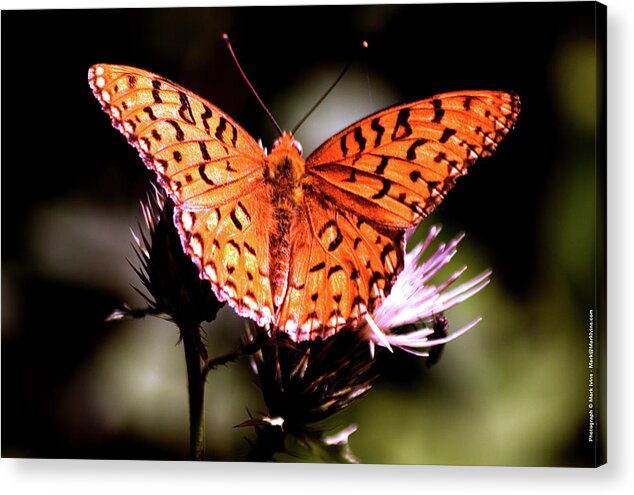 Butterfly Acrylic Print featuring the photograph Butterfly by Mark Ivins