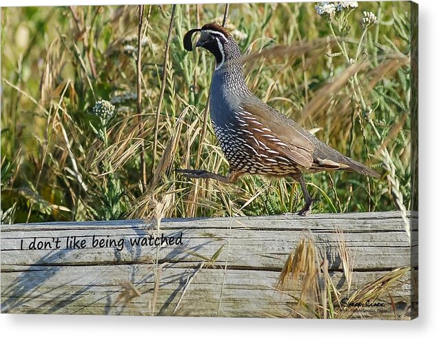  Acrylic Print featuring the photograph California Quail says I Dont Like Being Watched by Sherry Clark