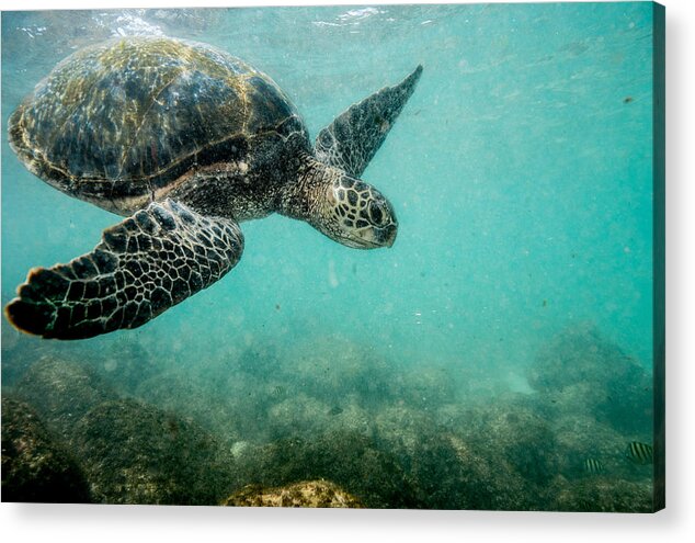 Hawaii Turtle Acrylic Print featuring the photograph Cruiser Honu by Leonardo Dale