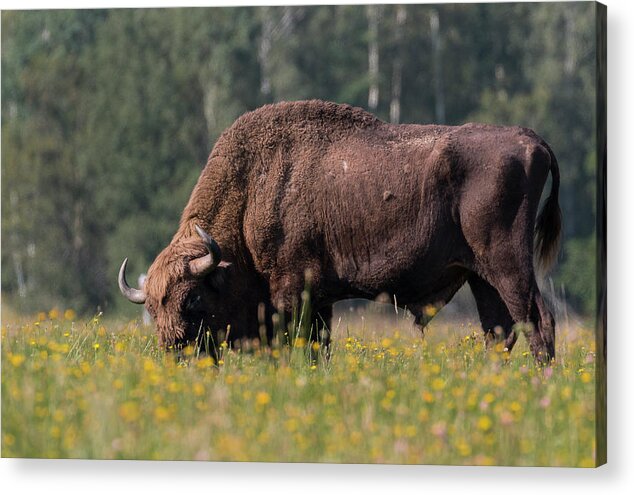 Bison Acrylic Print featuring the photograph European Bison in Bialowieza by Claudio Maioli