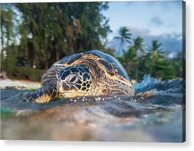 Sea Turtle Acrylic Print featuring the photograph Lani Honu by Leonardo Dale