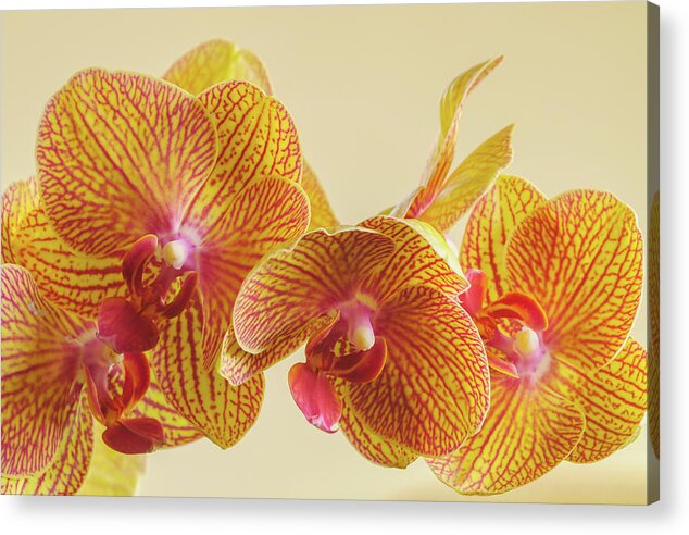 Beauty Acrylic Print featuring the photograph Orchids by Bob Grabowski