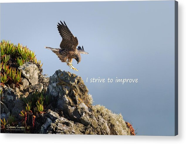  Acrylic Print featuring the photograph Peregrine Falcon says I Strive to Improve by Sherry Clark