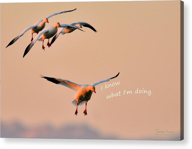  Acrylic Print featuring the photograph Snow Goose said I Know What Im Doing by Sherry Clark