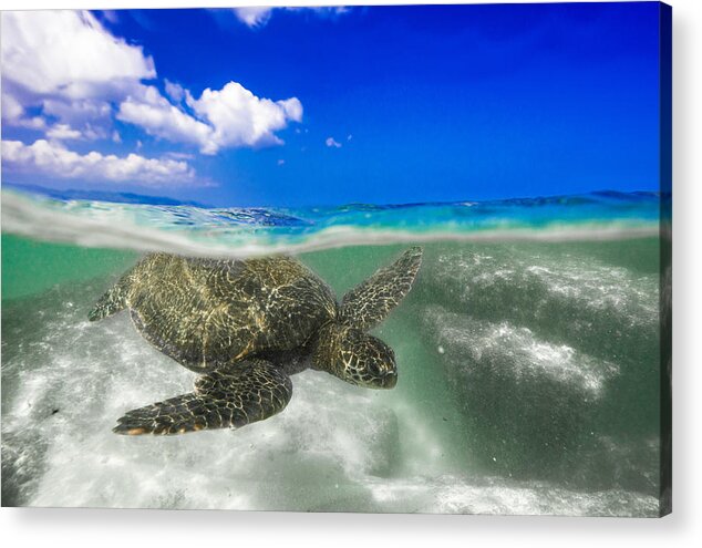 Sea Turtle Acrylic Print featuring the photograph Sunny and liquid by Leonardo Dale