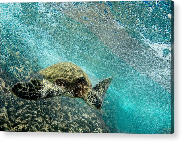 Hawaii Turtle Acrylic Print featuring the photograph The Glider by Leonardo Dale