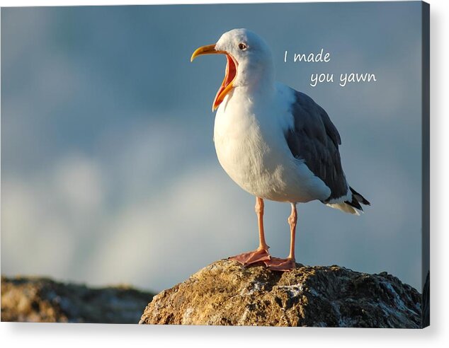 Yawn Acrylic Print featuring the photograph The Gull Said I made you Yawn by Sherry Clark