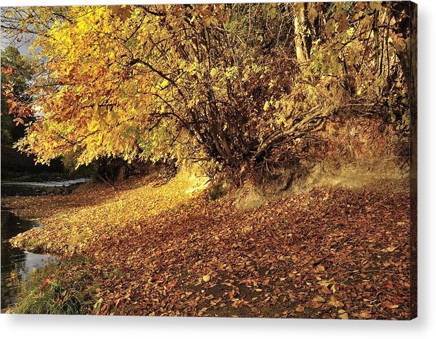 Seasonal Acrylic Print featuring the photograph Yamhill River Color 5775 by Jerry Sodorff