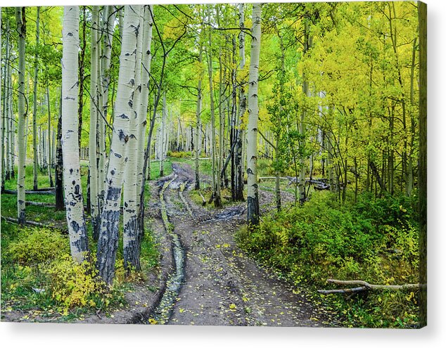 Aspens Acrylic Print featuring the photograph Aspen Road by Johnny Boyd