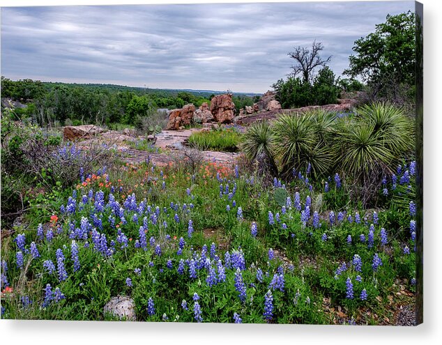 Texas Wildflowers Acrylic Print featuring the photograph Bluebonnets and Yucca by Johnny Boyd