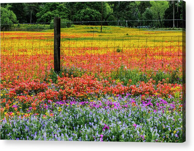 Texas Bluebonnets Acrylic Print featuring the photograph Fence Post of Color by Johnny Boyd
