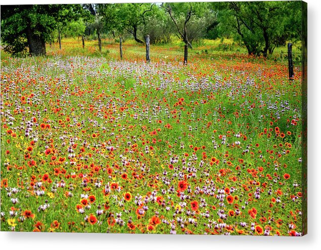Texas Wildflowers Acrylic Print featuring the photograph Fire Wheel Bliss by Johnny Boyd