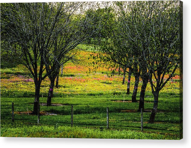 Texas Bluebonnets Acrylic Print featuring the photograph Orchard of Colors by Johnny Boyd