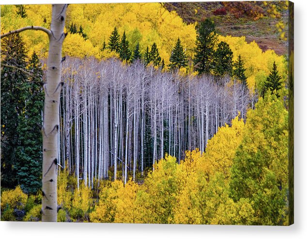 Aspens Acrylic Print featuring the photograph Standing Naked by Johnny Boyd