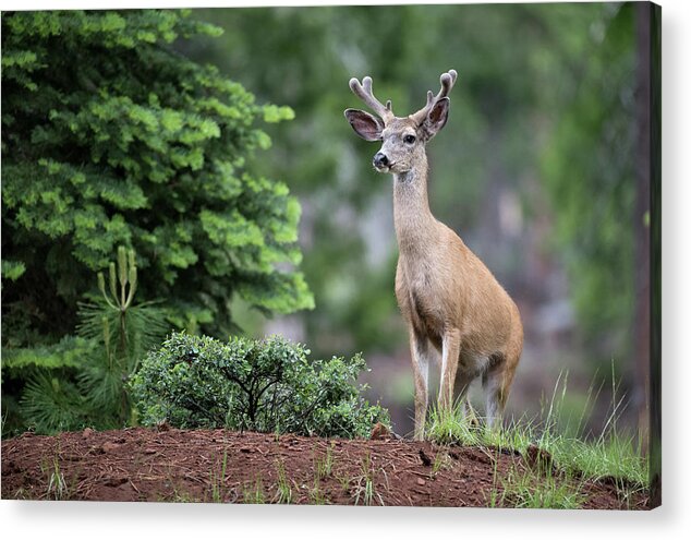 Animal Acrylic Print featuring the photograph Black Tail Deer #1 by Mike Fusaro