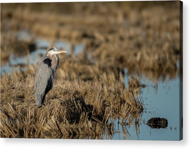 Alert Acrylic Print featuring the photograph Great blue heron #1 by Mike Fusaro