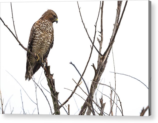 Isolated On White Acrylic Print featuring the photograph Northern Harrier Hawk #2 by Mike Fusaro
