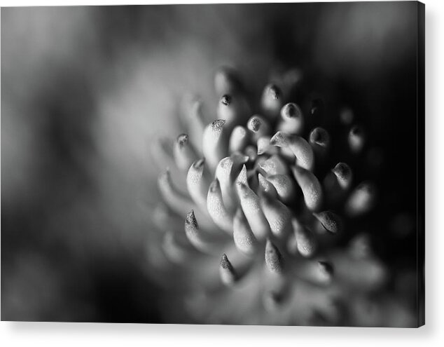 Macro Acrylic Print featuring the photograph Black and White Macro Flower by Martin Vorel Minimalist Photography