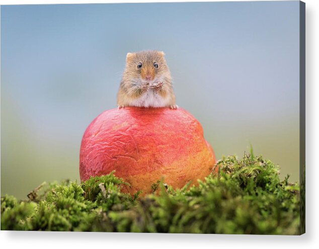 Cute Acrylic Print featuring the photograph Boss mouse by Erika Valkovicova