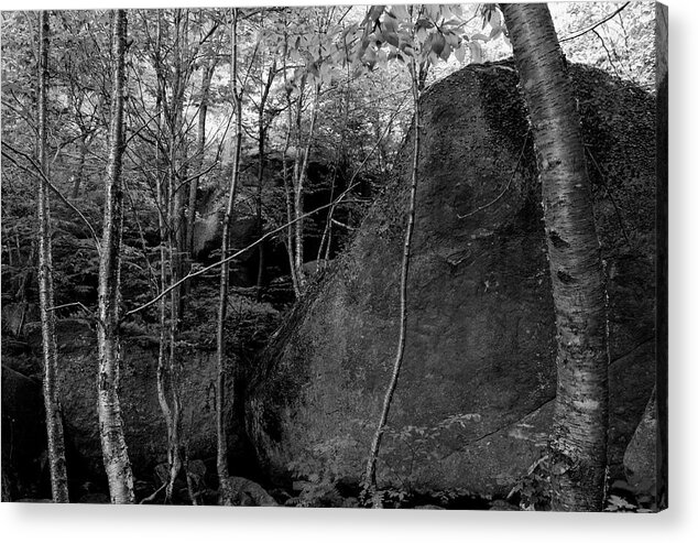 Adirondack Forest Preserve Acrylic Print featuring the photograph Boulders And Yellow Birch by Bob Grabowski