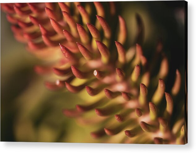 Macro Acrylic Print featuring the photograph Close-up Nature by Martin Vorel Minimalist Photography