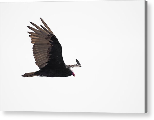 One Animal Acrylic Print featuring the photograph Flying turkey vulture by Mike Fusaro