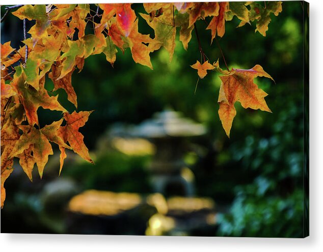 Red Maple Leaf Acrylic Print featuring the photograph Golden Maple by Johnny Boyd
