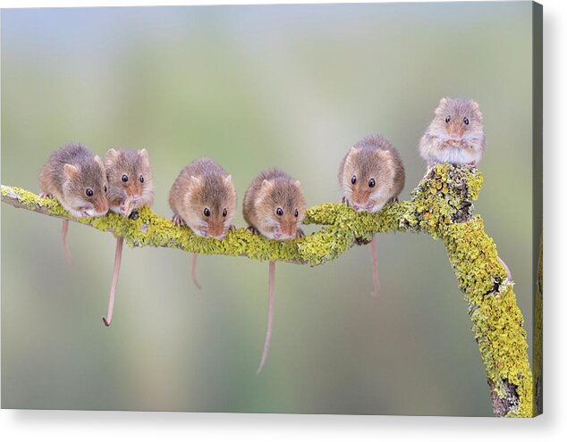 Cute Acrylic Print featuring the photograph Harvest mouse gang by Erika Valkovicova
