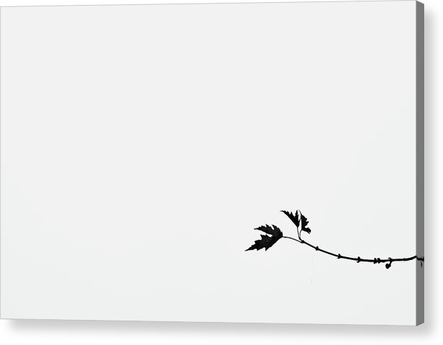 Black And White Acrylic Print featuring the photograph Minimal Black and White Leaf on Branch by Martin Vorel Minimalist Photography